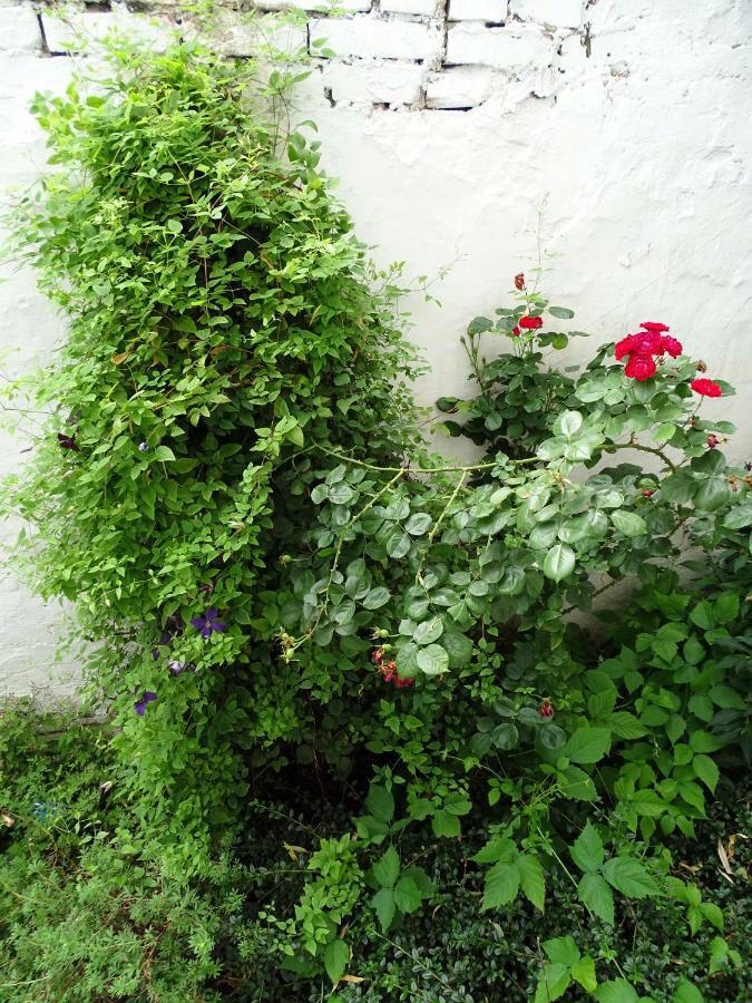 Mur 4 - Apartament Z Patio Stary Toruń Exteriér fotografie